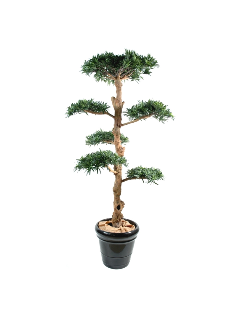 Podocarpus artificiel nuage large