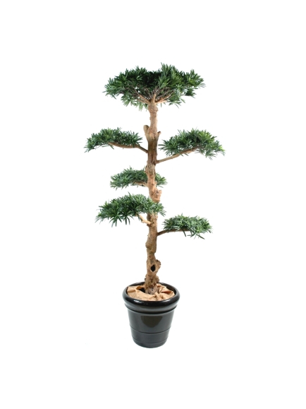 Podocarpus artificiel nuage large