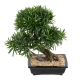 Bonsai podocarpus artificiel de 50 cm