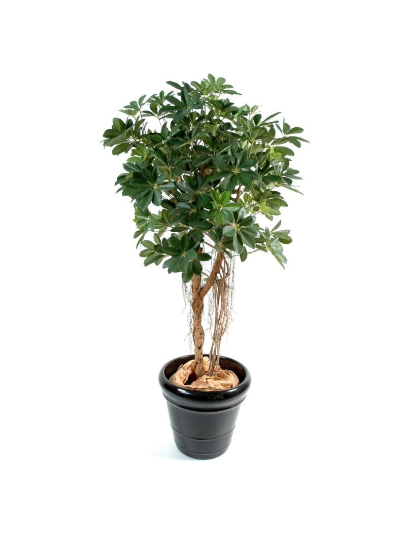 Scheffléra artificiel baby tree 150 cm