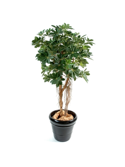 Scheffléra artificiel baby tree 150 cm