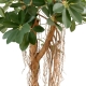 Scheffléra artificiel baby tree 150 cm