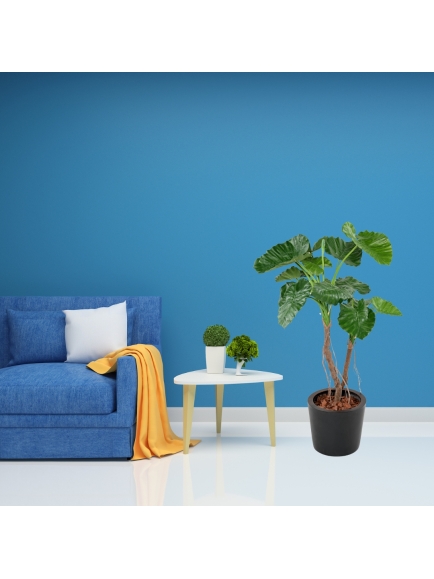 ALOCASIA ARTIFICIEL CALIDORA 2