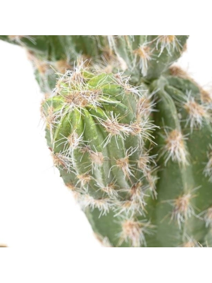CACTUS ARTIFICIEL ECHINOCEREUS