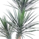 Palmier artificiel Yucca rostrata