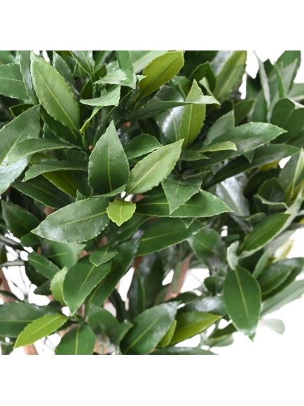 Laurier artificiel Boule Nobilis new tige 130 UV