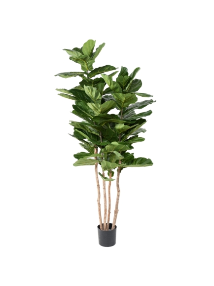 Ficus Lyrata artificiel Multitroncs
