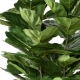 Ficus Lyrata artificiel Multitroncs