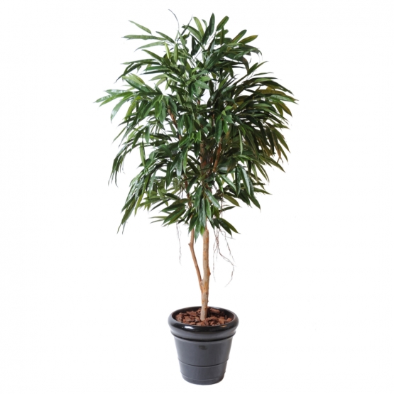 Ficus artificiel Alii Royal - 190 cm ou 250 cm
