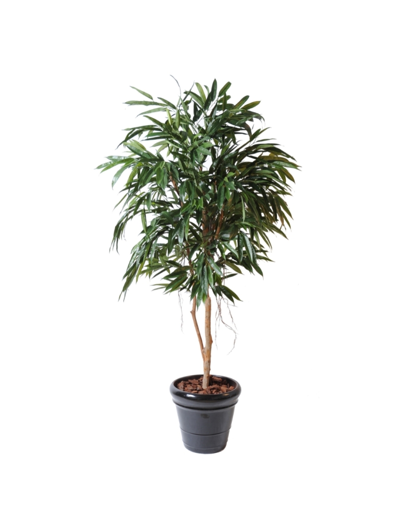 Ficus artificiel Bush Royal - 190 cm ou 250 cm