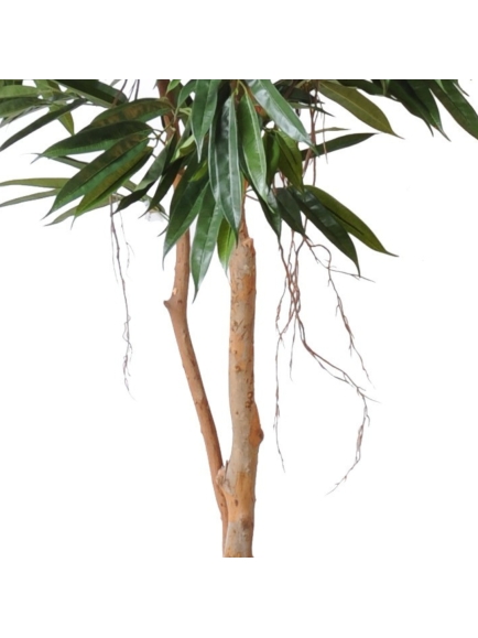 Ficus artificiel Bush Royal - 190 cm ou 250 cm
