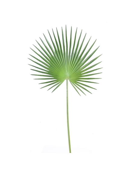 Palme artificielle de Palmier Camerus