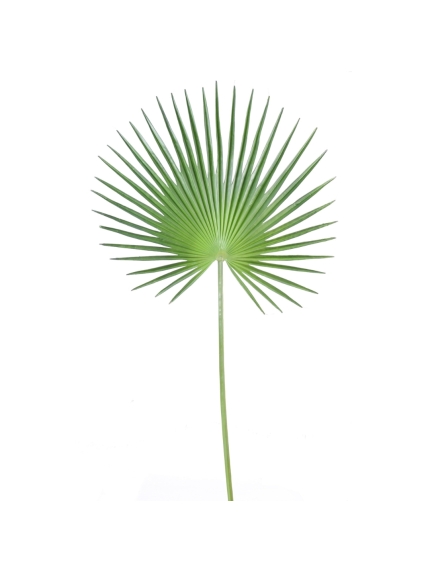 Palme artificielle de Palmier Camerus