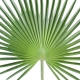 Palme artificielle de Palmier Camerus