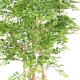 Acacia artificiel 180 cm