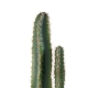 Cactus Artificiels Cereus - 65 cm - 110 cm ou 160 cm