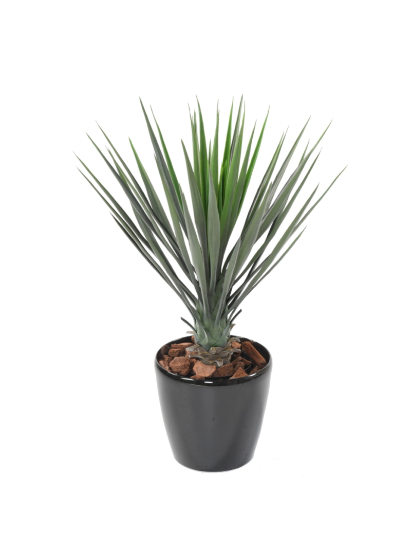 Yucca artificiel Rostrata