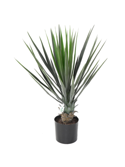 Yucca artificiel Rostrata