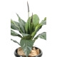 Anthurium jungle king 80 cm