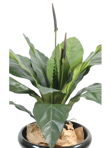 Anthurium jungle king 80 cm