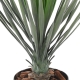 Yucca artificiel Rostrata