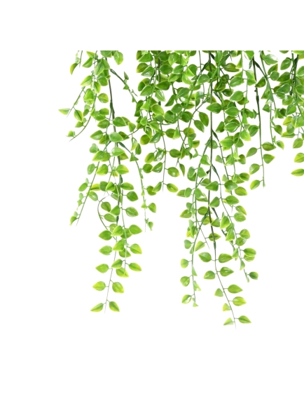 Chute de Callisia artificiel