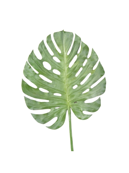 Feuille artificielle de Philodendron Monstera
