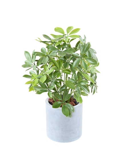 Schefflera artificiel en pot