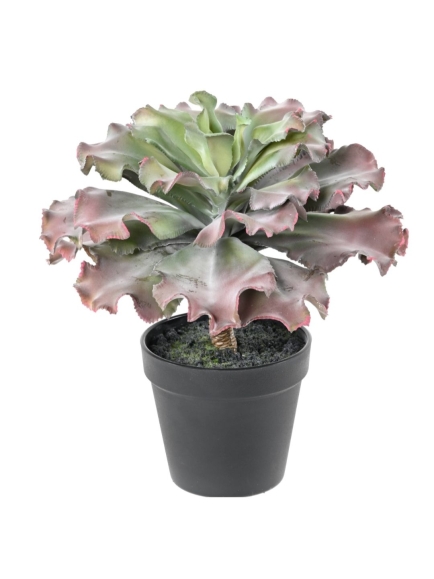 SUCCULENTE ARTIFICIELLE ADROMISCHUS CRISTATUS