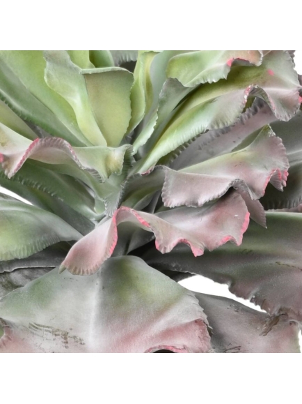 SUCCULENTE ARTIFICIELLE ADROMISCHUS CRISTATUS