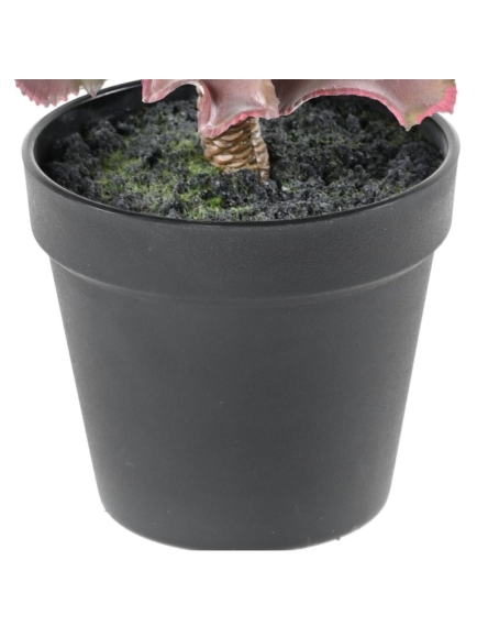 SUCCULENTE ARTIFICIELLE ADROMISCHUS CRISTATUS