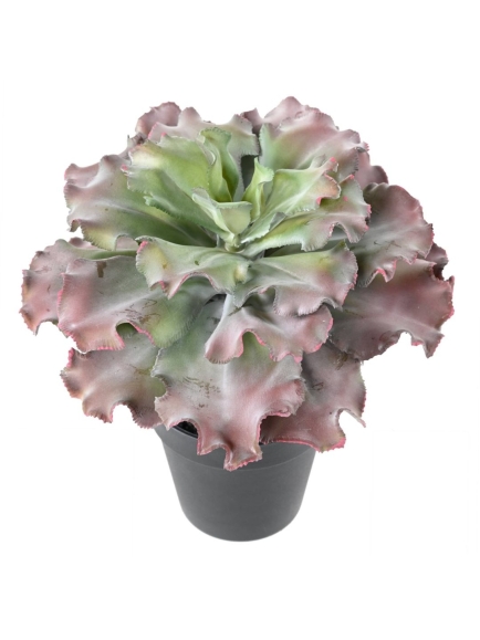 SUCCULENTE ARTIFICIELLE ADROMISCHUS CRISTATUS