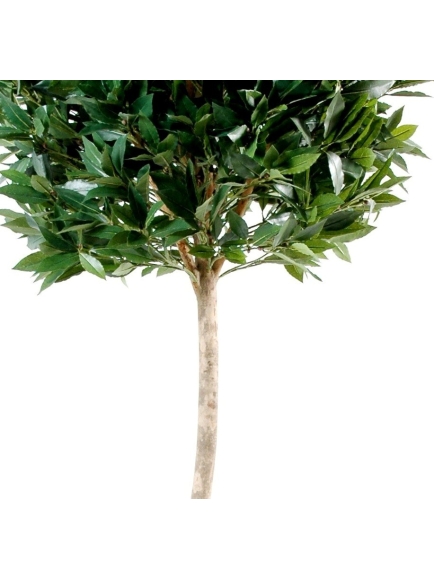 Laurier artificiel tige bois 150 cm
