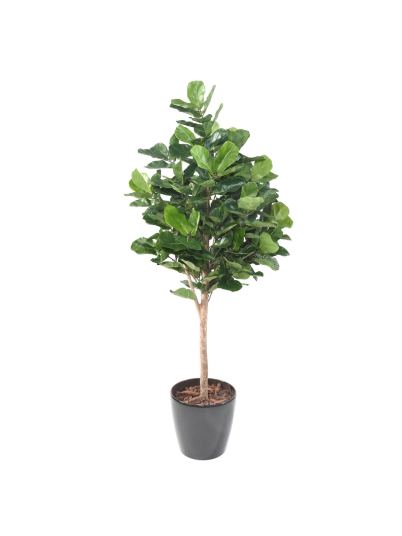 Lyrata Royal artificiel 180 cm