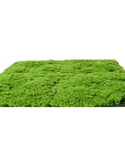 PLAQUE MOUSSE ARTIFICIELLE SCHAGNOPSIDA