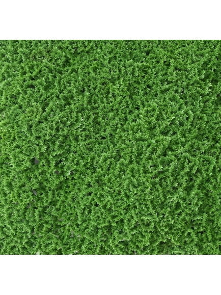 PLAQUE MOUSSE ARTIFICIELLE SPHAGNOPSIDA VERT