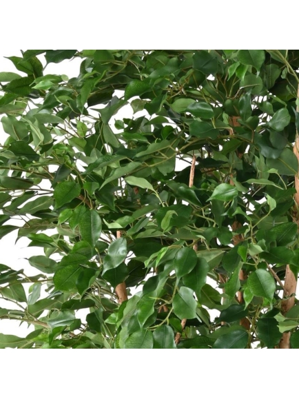 FICUS ARTIFICIEL EXOTICA MT 260 CM