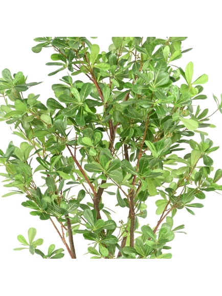 ARBRE PITTOSPORUM ARTIFICIEL B