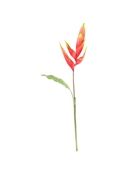 Bird of paradise en tige
