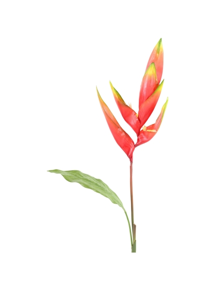 Bird of paradise en tige