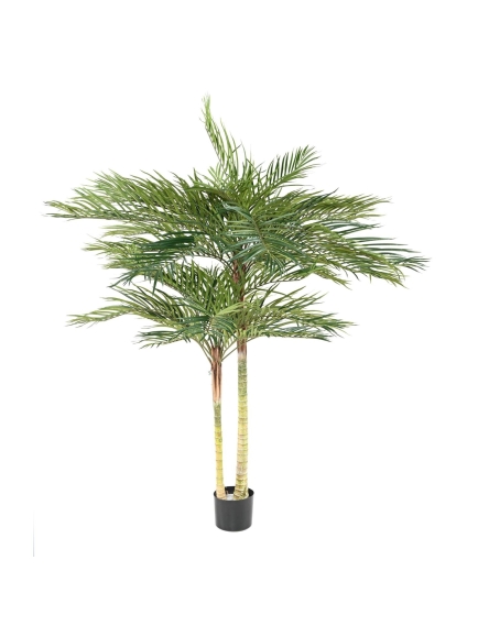 PHOENIX PALM 2T
