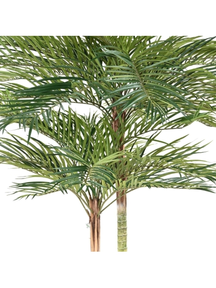 PHOENIX PALM 2T