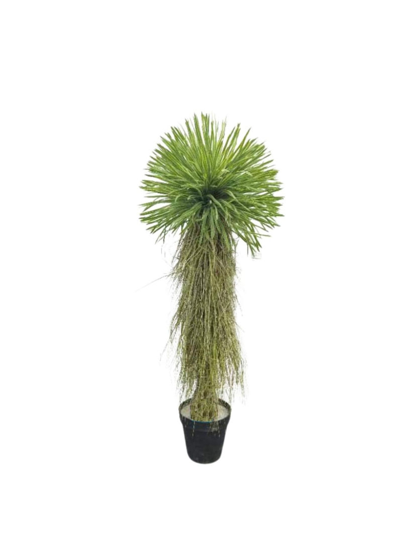 YUCCA ROSTRATA ARTIFICIEL 150 CM