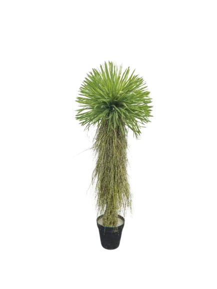 YUCCA ROSTRATA ARTIFICIEL 150 CM