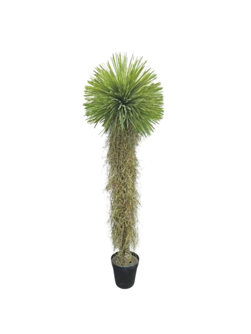 YUCCA ROSTRATA ARTIFICIEL 175 CM