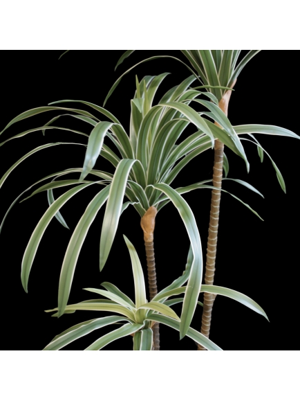 DRACAENA ARTIFICIELLE PANACHE 85 CM