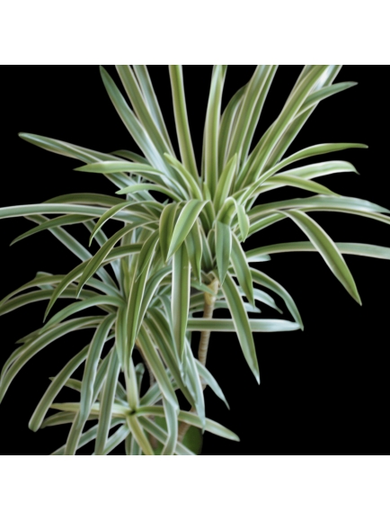 DRACAENA ARTIFICIELLE PANACHE 85 CM
