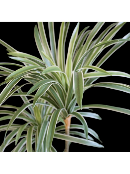 DRACAENA ARTIFICIELLE PANACHE 85 CM