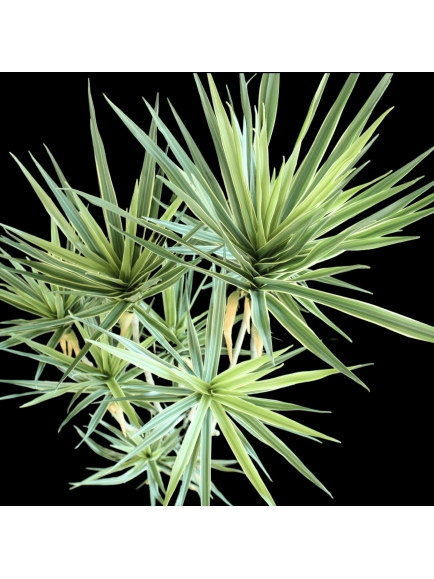 DRACAENA ARTIFICIELLE PANACHE 156 CM