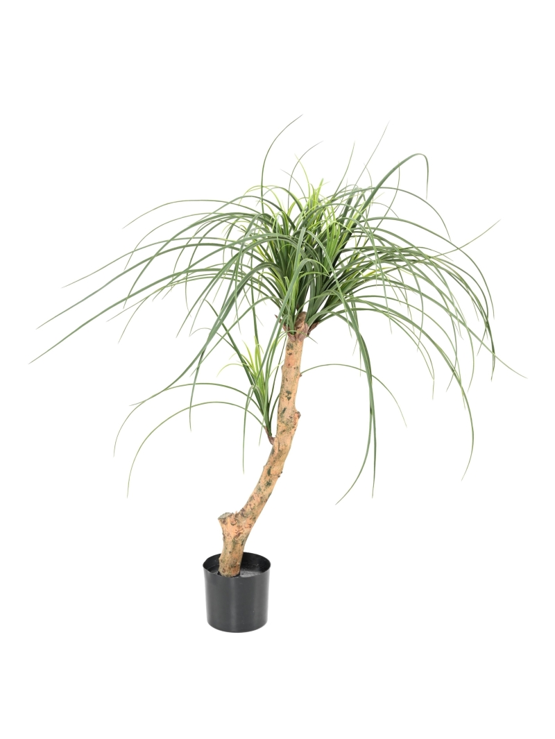 BEAUCARNEA ARTIFICIEL
